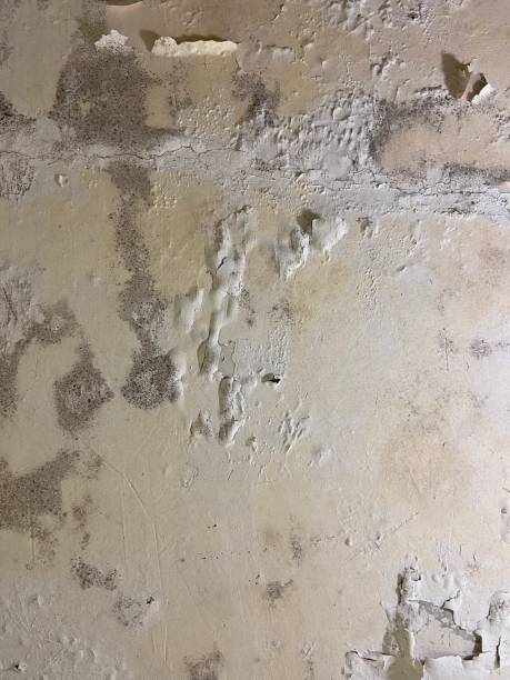 Best Post-Flood Mold Remediation in Duluth, MN